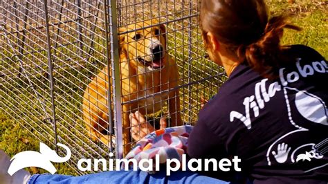 cartoonhd pit bulls and parolees|Rescue Stories That Will Melt Your Heart .